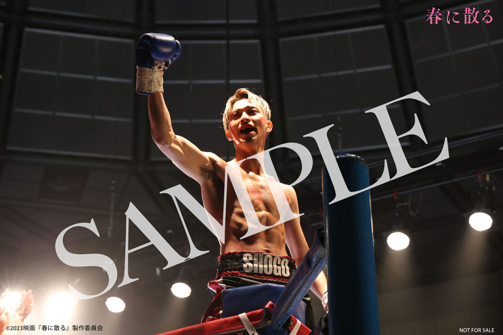 映画「春に散る」Blu-ray＆DVD（FC限定特典付）予約受付開始！ | 横浜